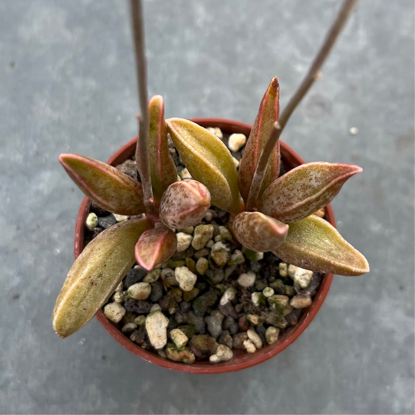 Adromischus marianae var. antidorcatum Mini