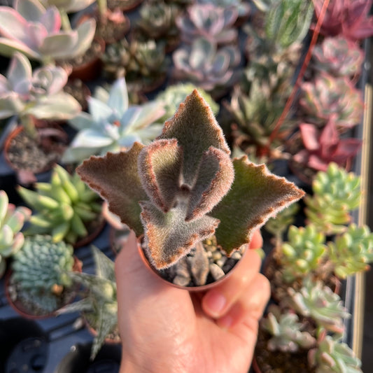 Kalanchoe beharensis cv.
