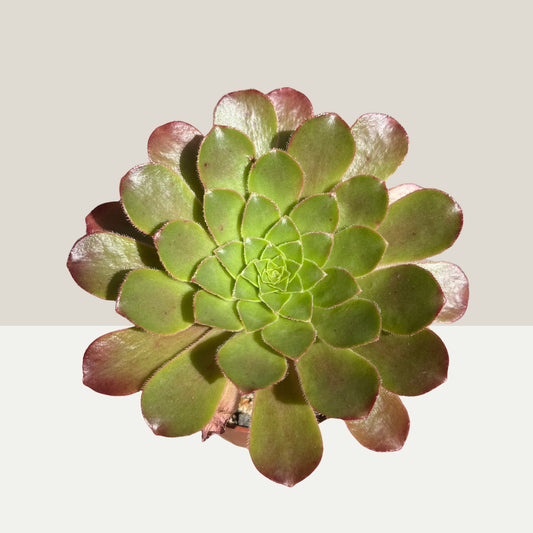Aeonium Einzelstück