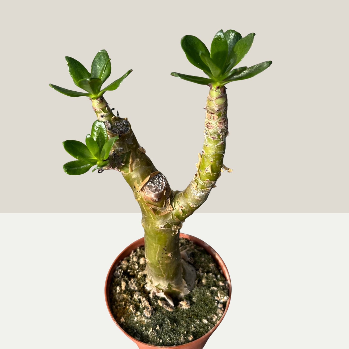 Tylecodon paniculatus / Afrikanischer Butterbaum Einzelstück