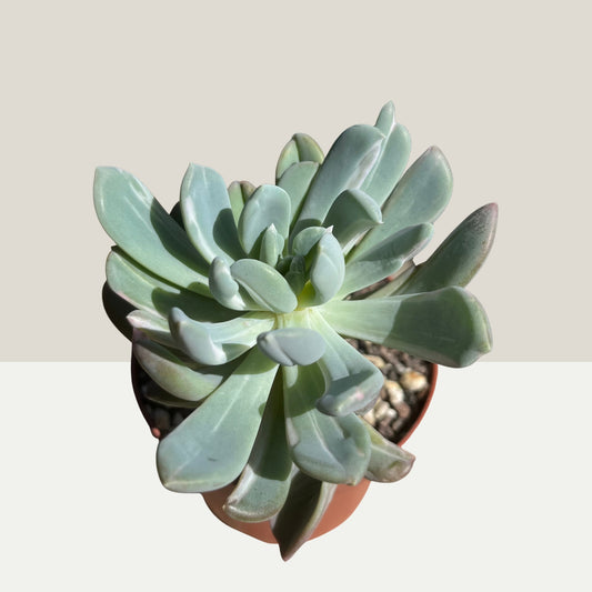 Pachyveria scheideckeri albocarinata Einzelstück