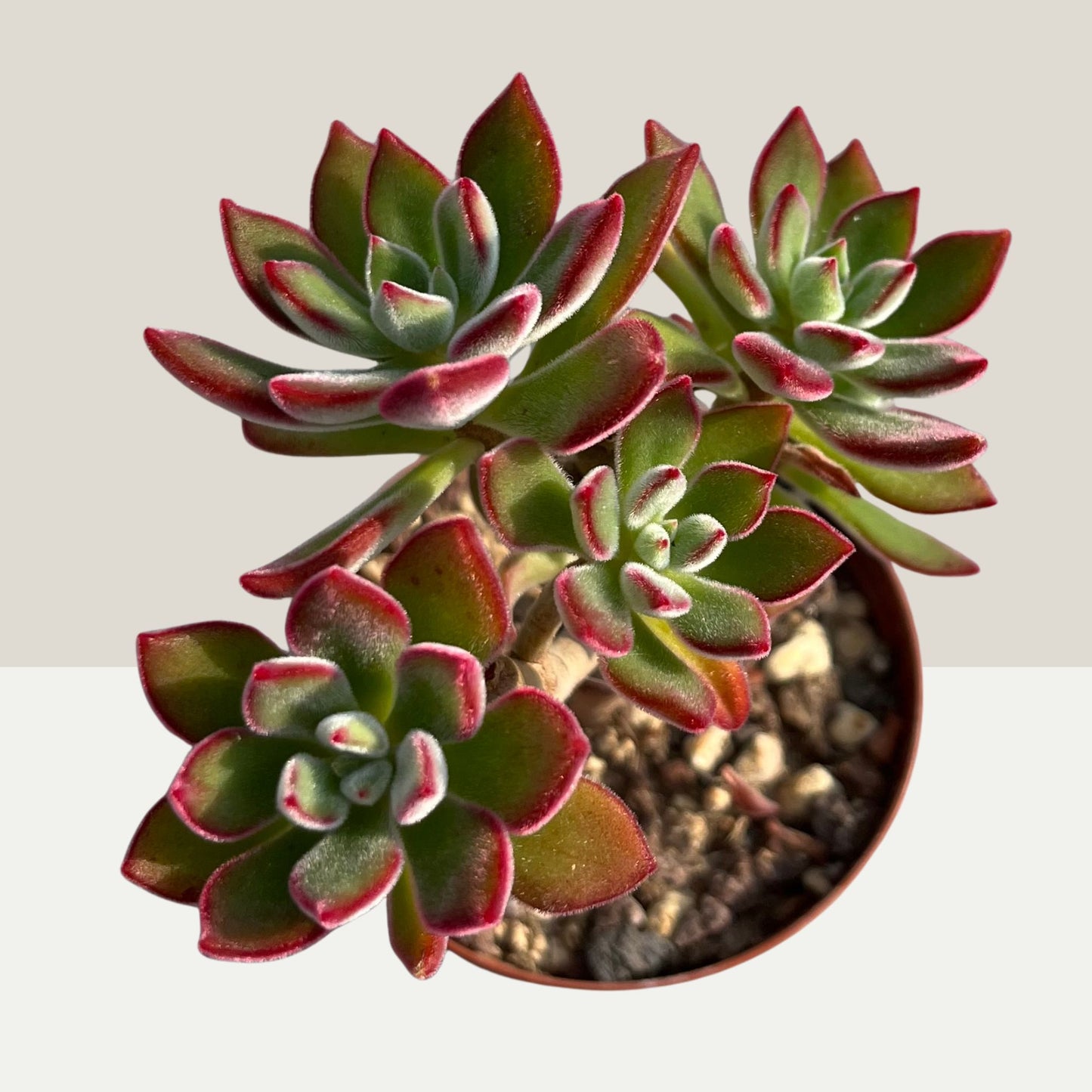 Echeveria pulvinata 'Devotion' verzweigt, baumartig Einzelstück