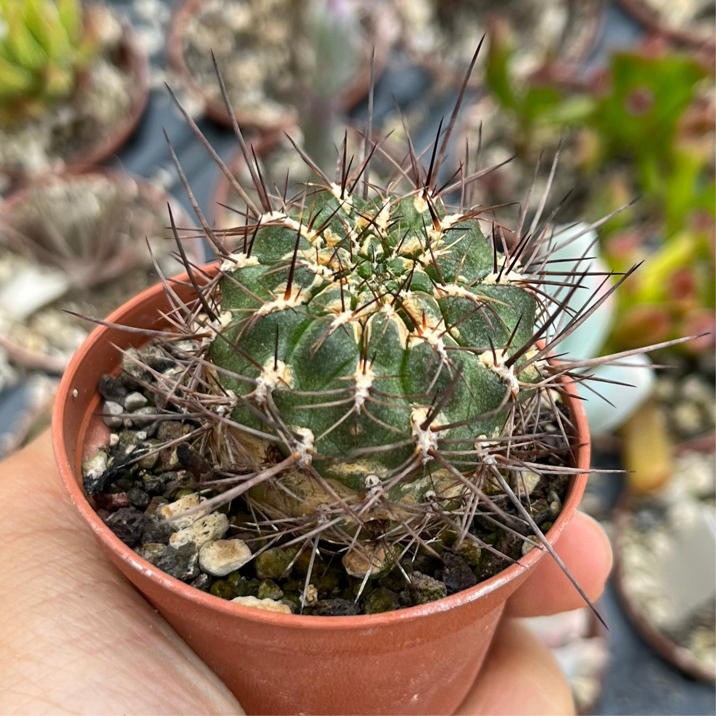 Sulcorebutia steinbachii