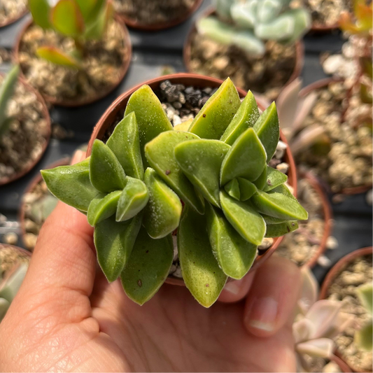 Crassula 'Springtime' Mini