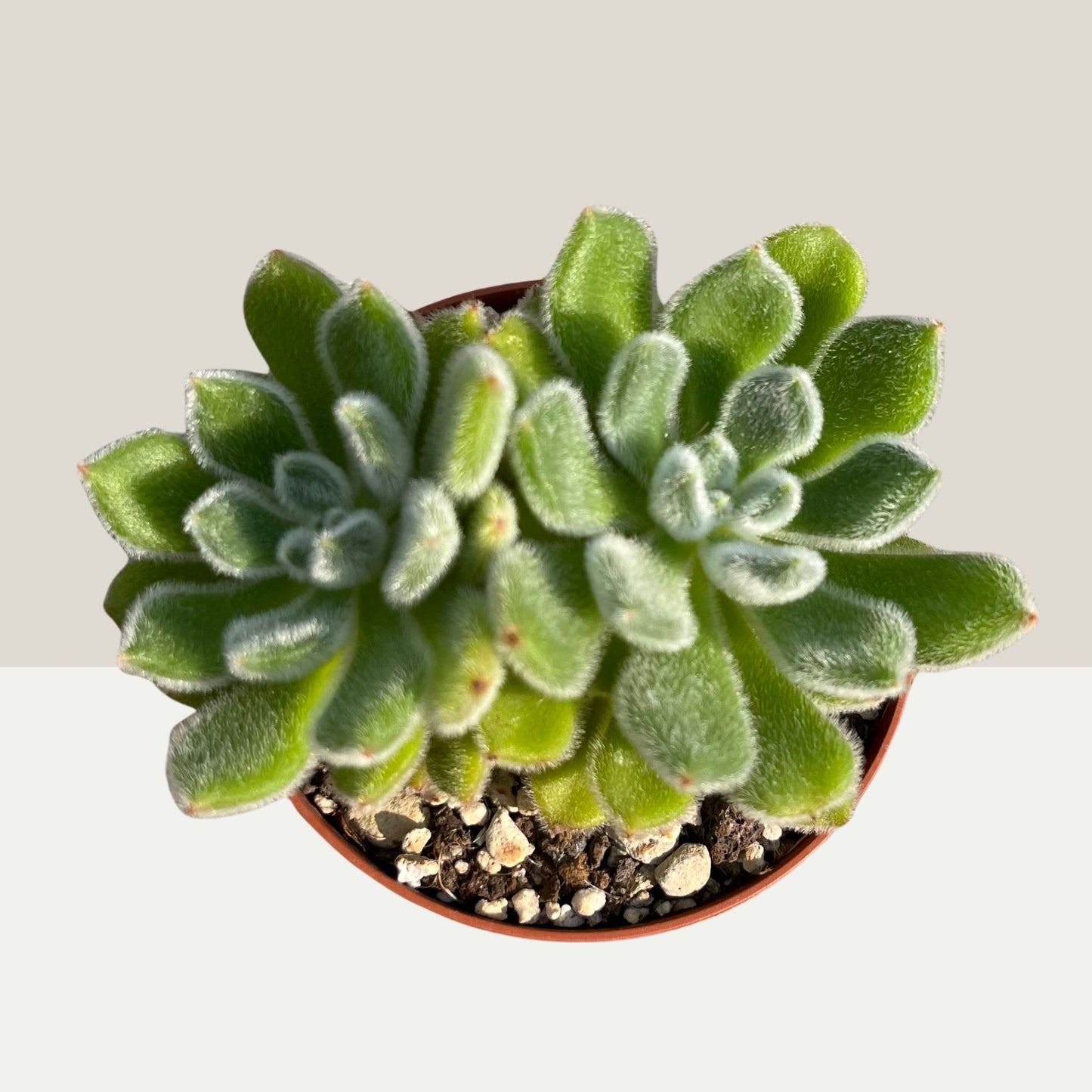 Echeveria Setosa Einzelstück