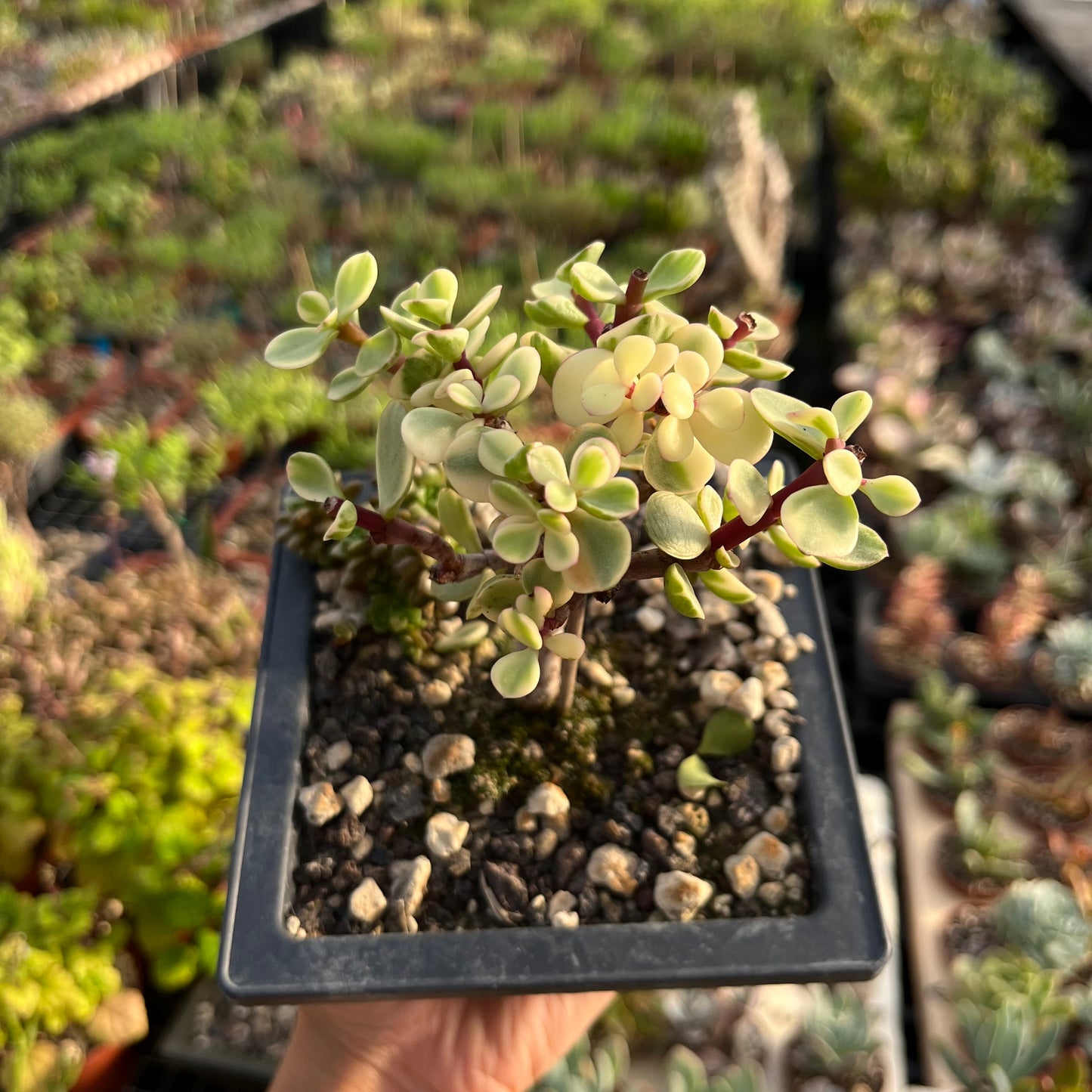 Portulacaria afra variegata Bonsai Jadebaum / Speckbaum