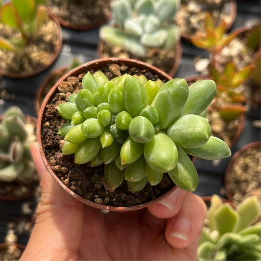 Pachyphytum compactum 'Little Jewel' cristata Mini