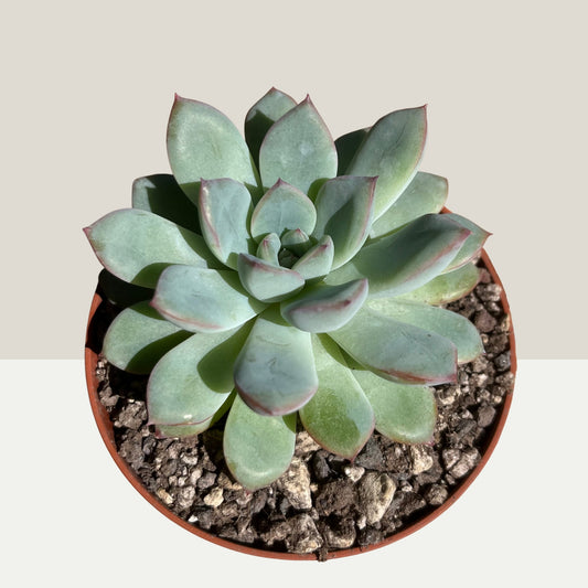 Echeveria Pink Line Einzelstück