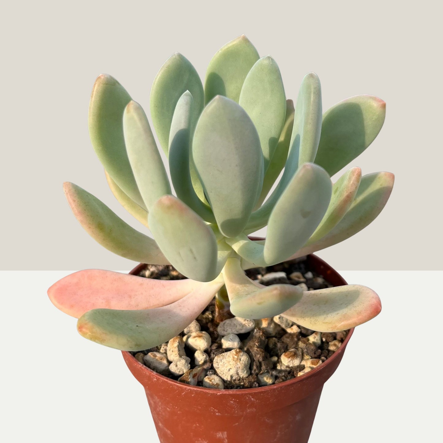 Pachyphytum clavifolia Einzelstück