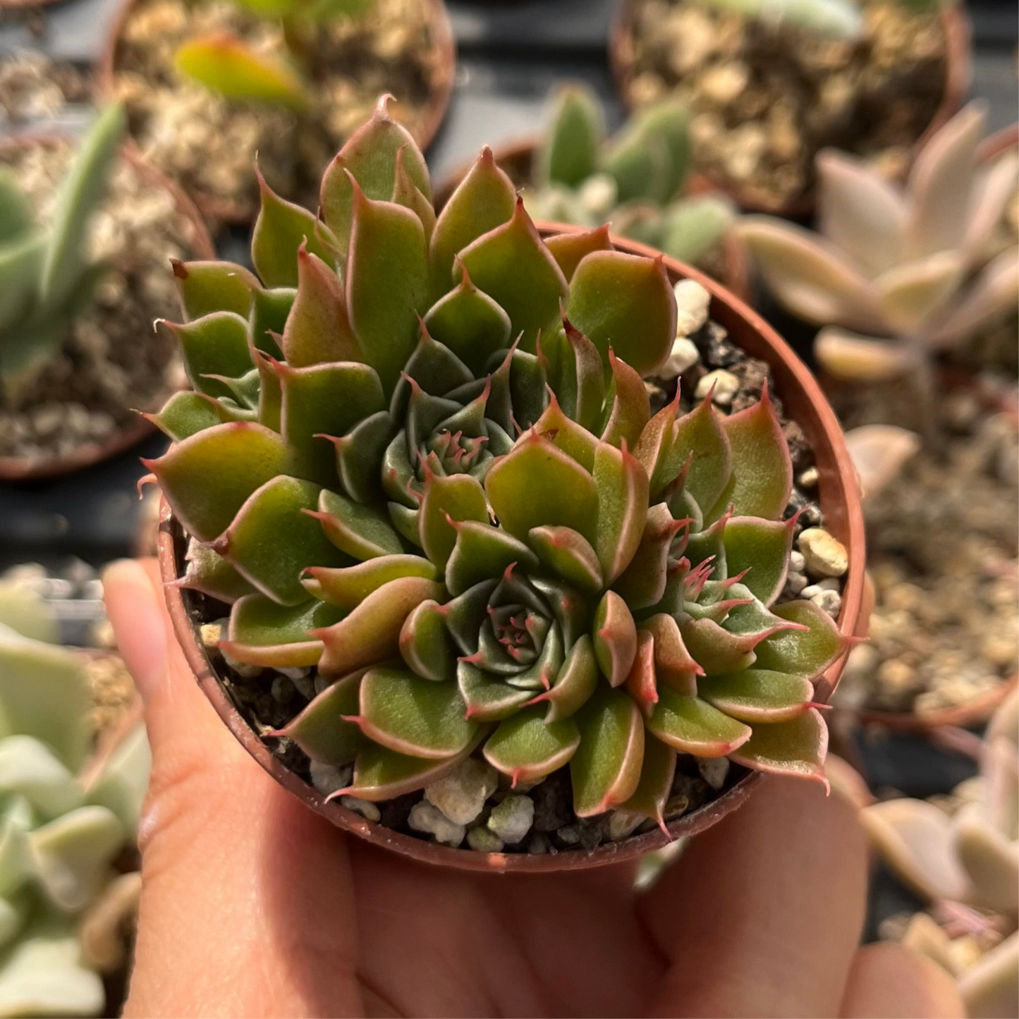 Graptopetalum bellum Mini