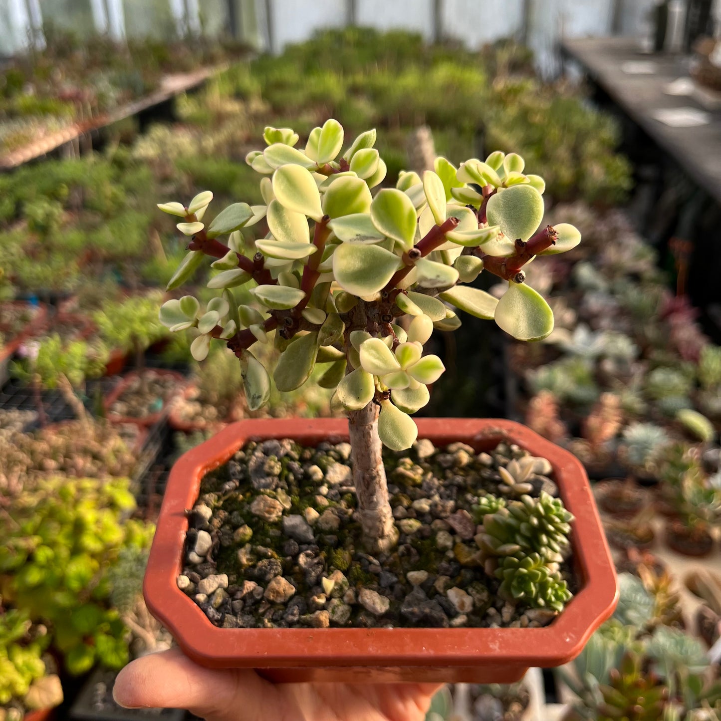 Portulacaria afra variegata Bonsai Jadebaum / Speckbaum