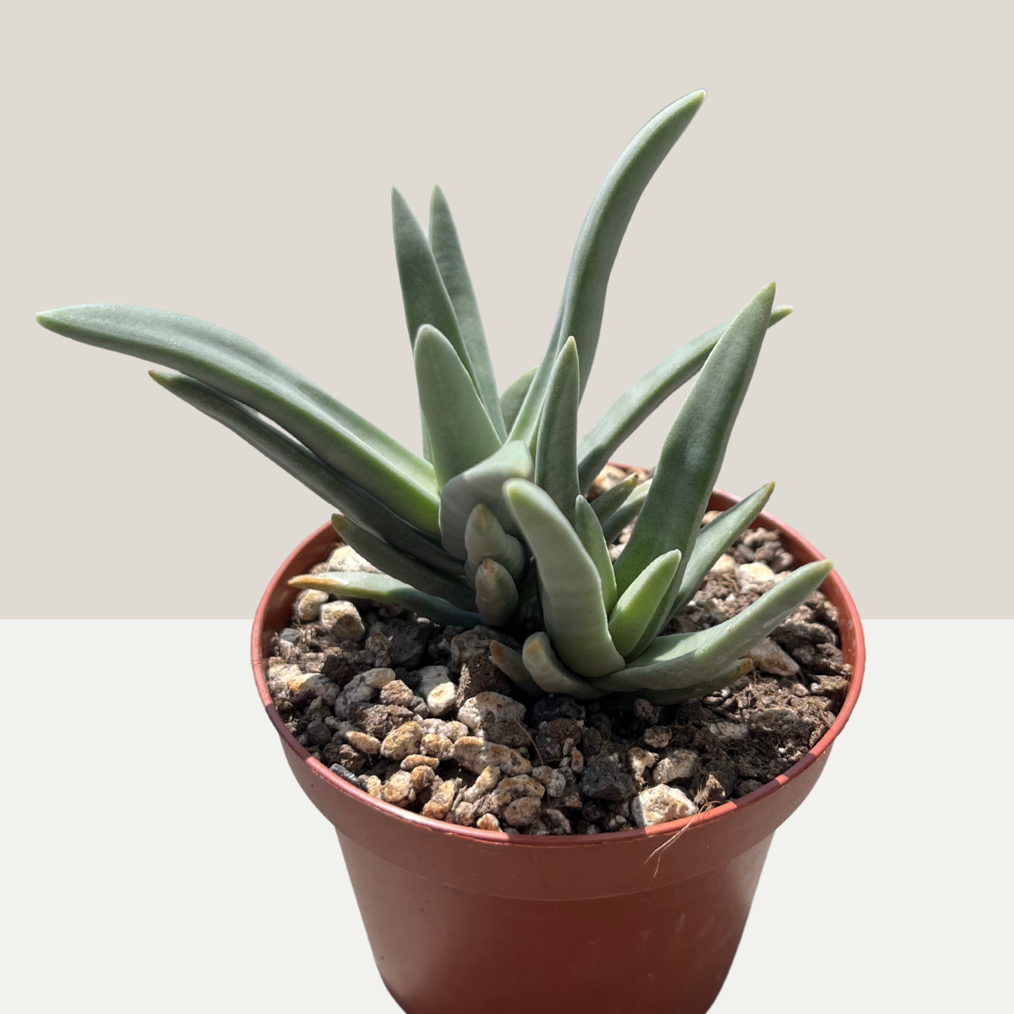 Crassula? Einzelstück