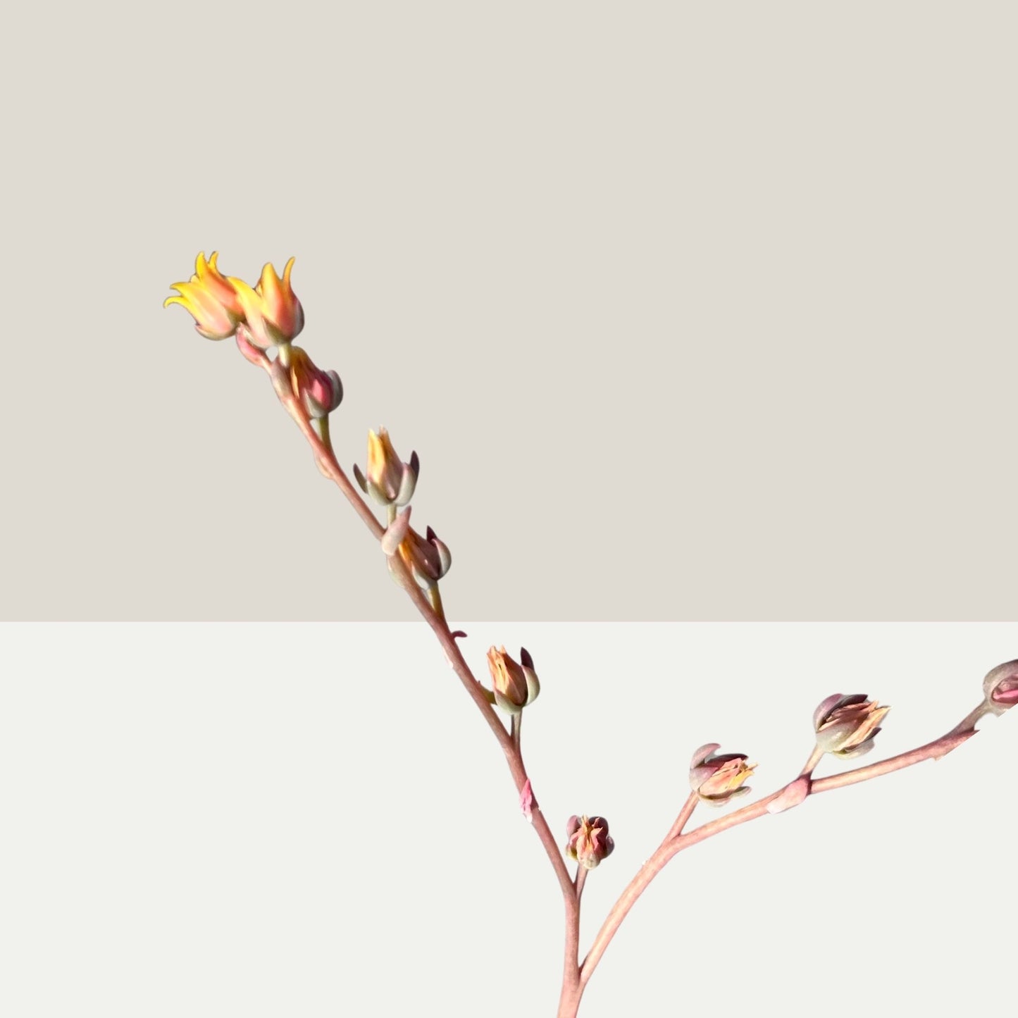 Echeveria Yummy Einzelstück