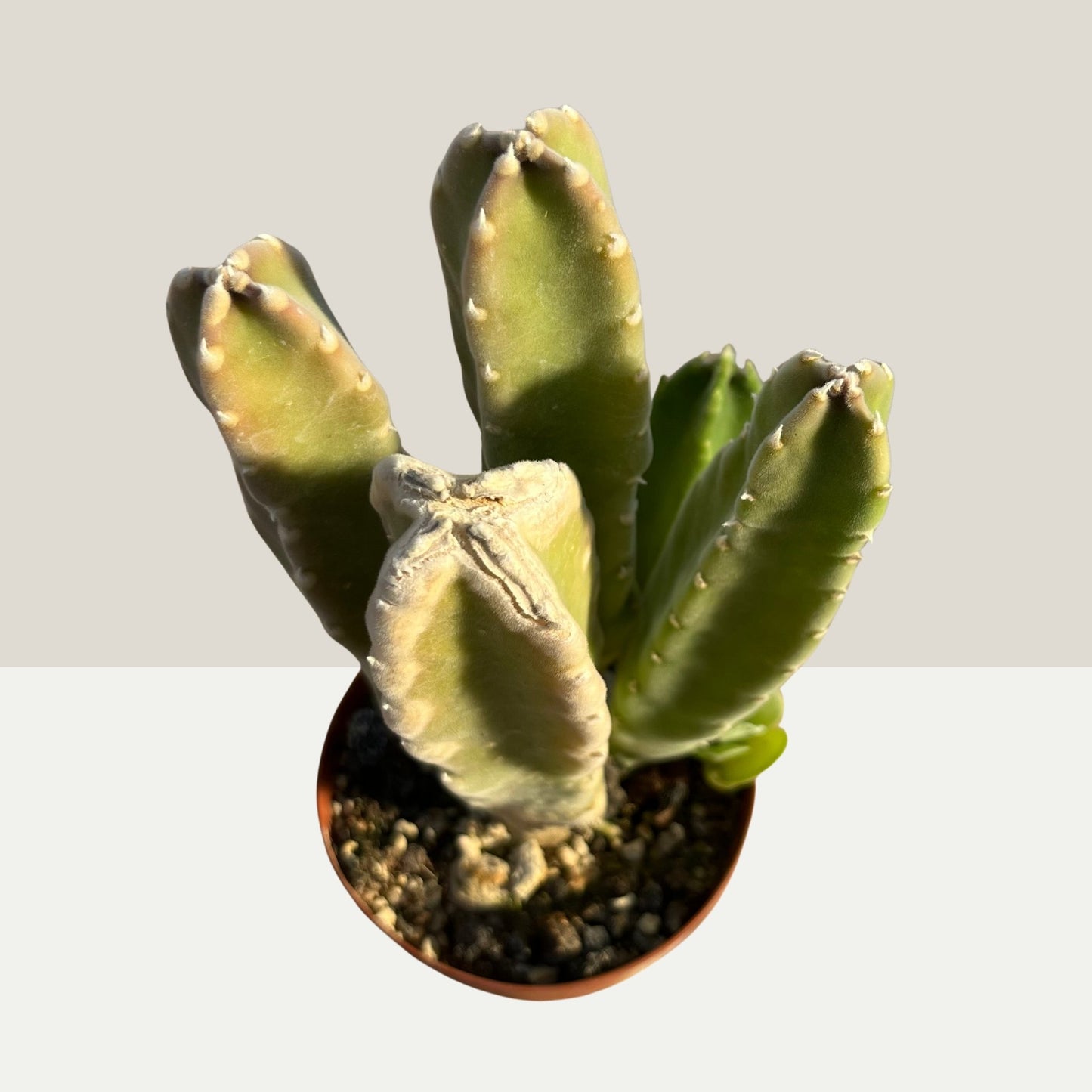 Stapelia grandiflora / Aasblume Einzelstück