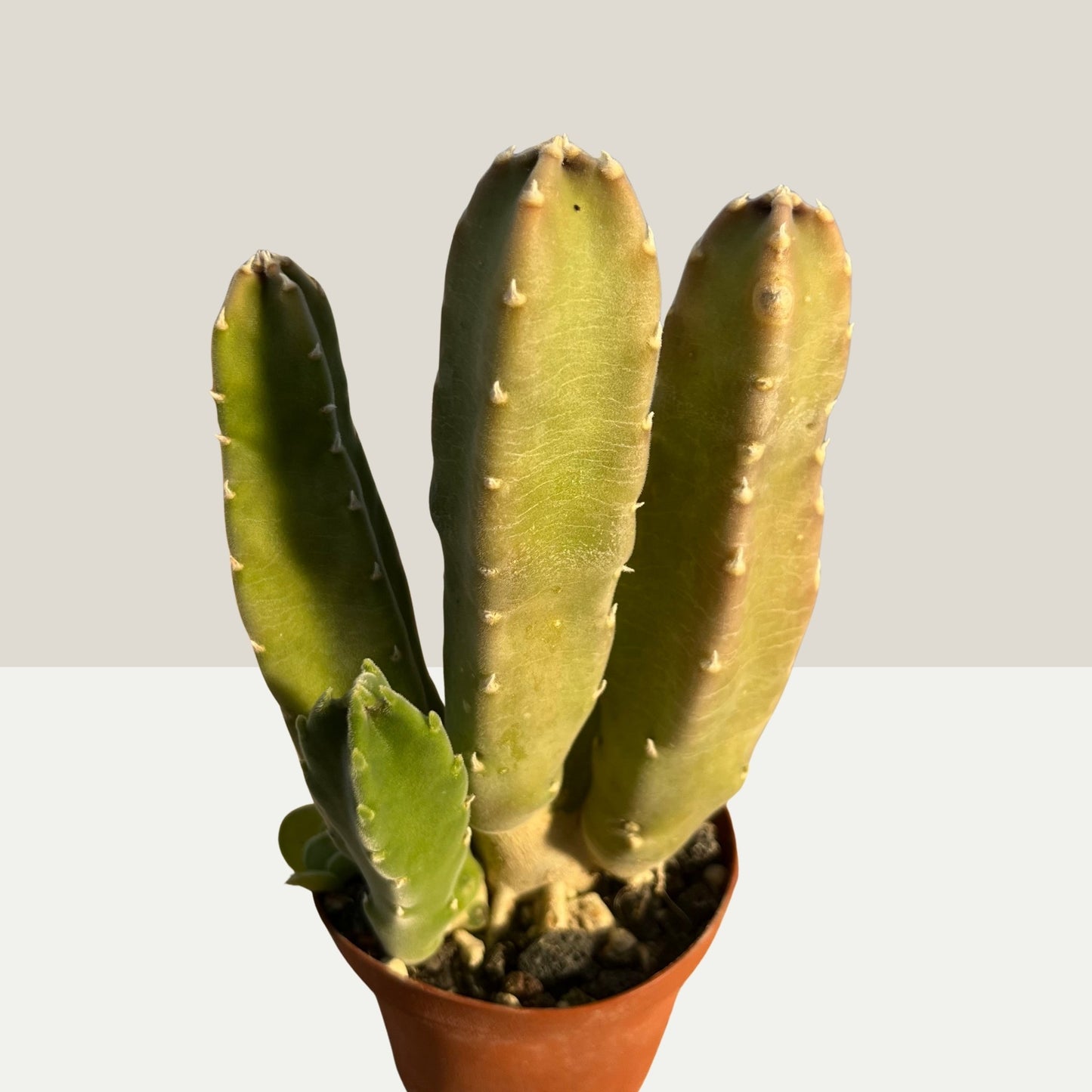 Stapelia grandiflora / Aasblume Einzelstück