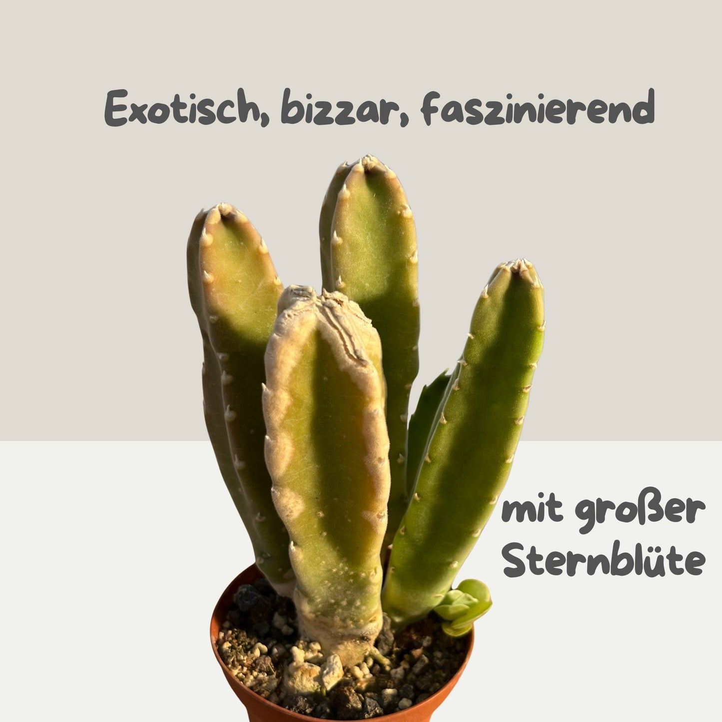 Stapelia grandiflora / Aasblume Einzelstück