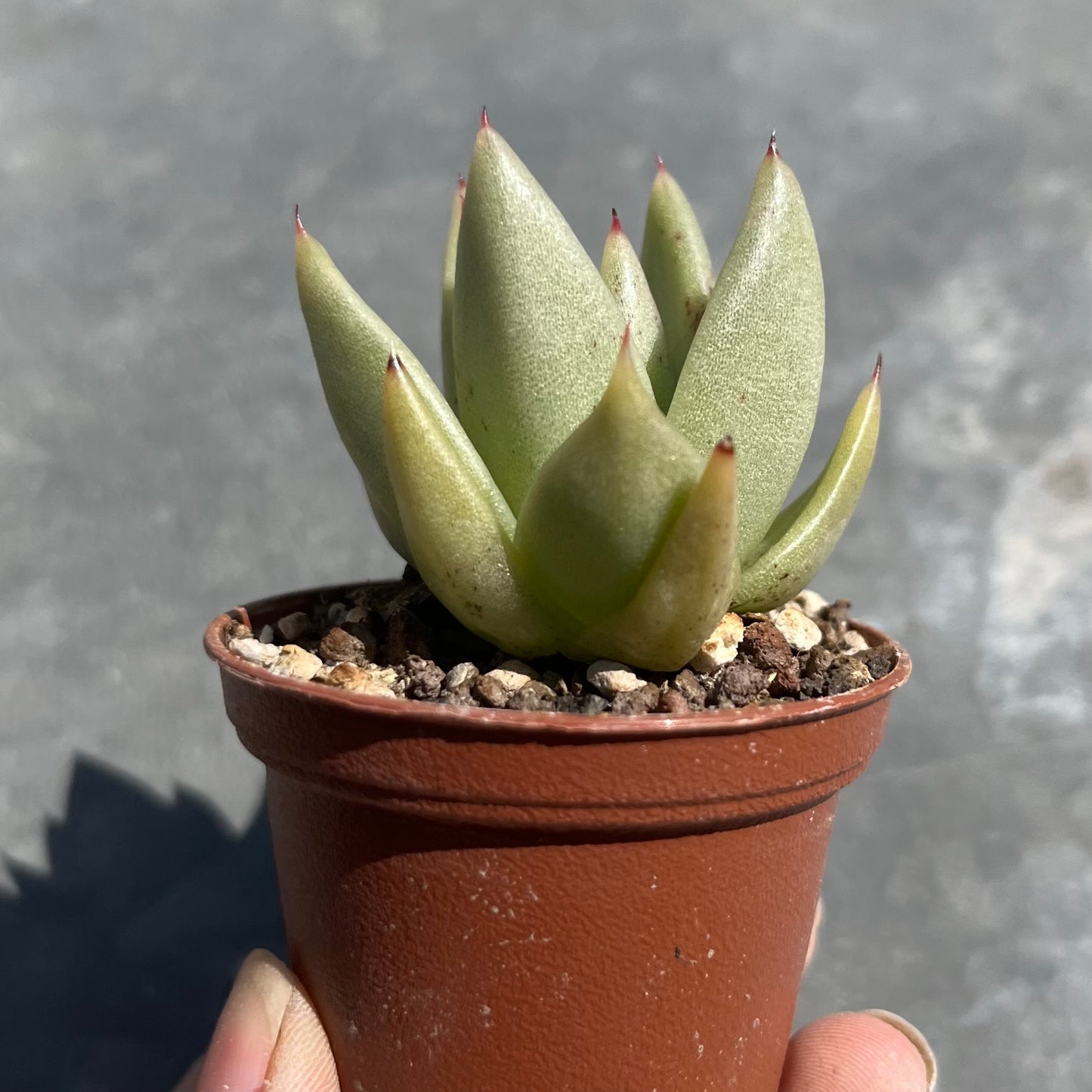 Echeveria agavoides Mini