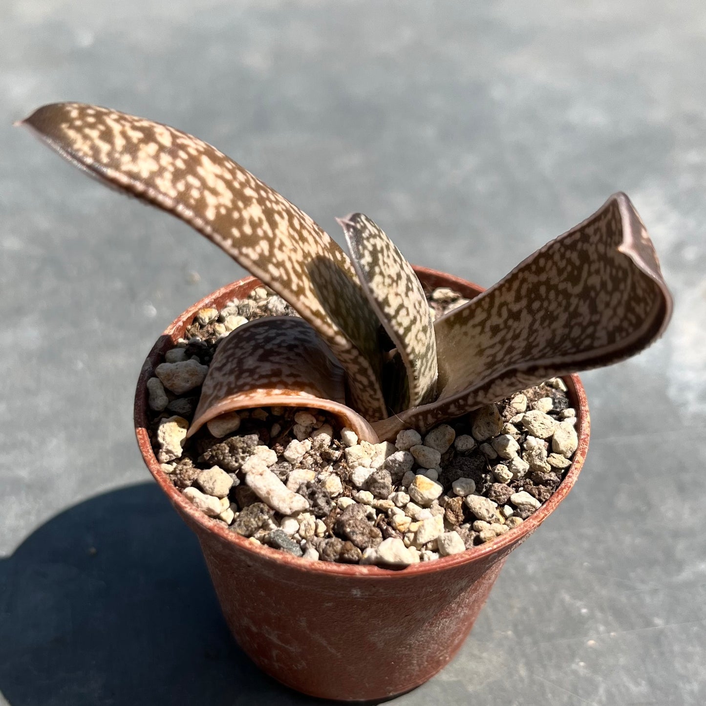 Gasteria batesiana Mini