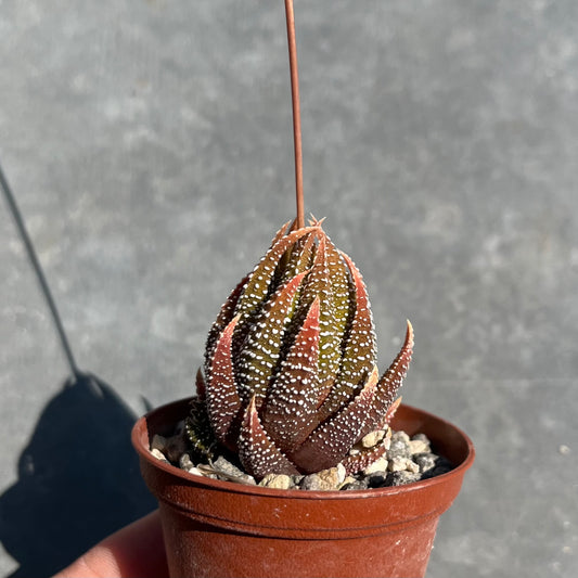 Tulista pumila / Haworthia Mini