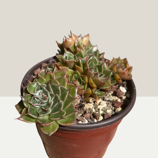 Graptopetalum bellum Gruppe Einzelstück