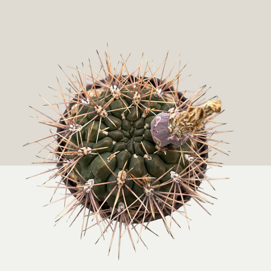 Gymnocalycium gibbosum 8,5cm Topf