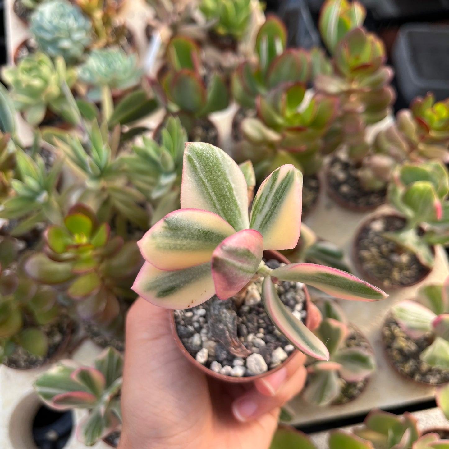 Crassula ovata variegata Mini