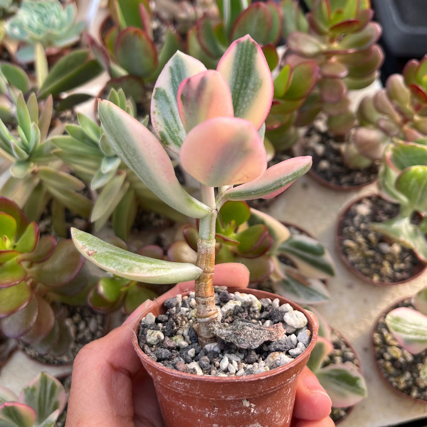 Crassula ovata variegata Mini