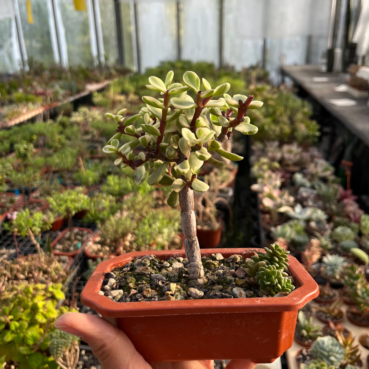 Portulacaria afra variegata Bonsai Jadebaum / Speckbaum