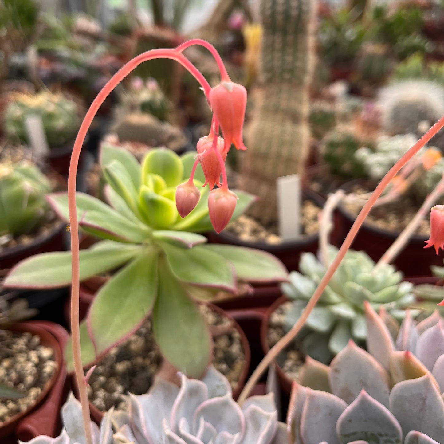 Echeveria lilacina Einzelstück