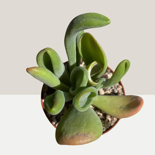 Kalanchoe luciae cv. Oricula Red Einzelstück