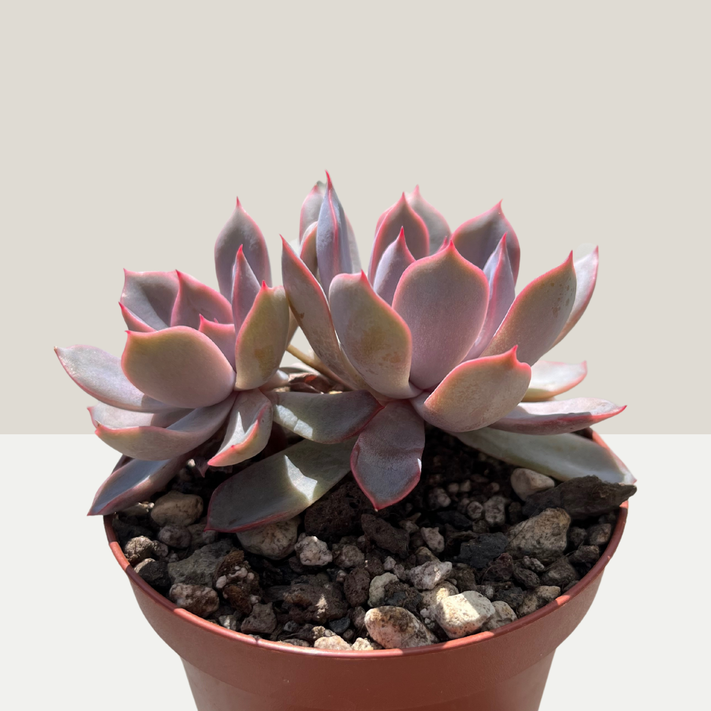 Echeveria Hercules Einzelstück B