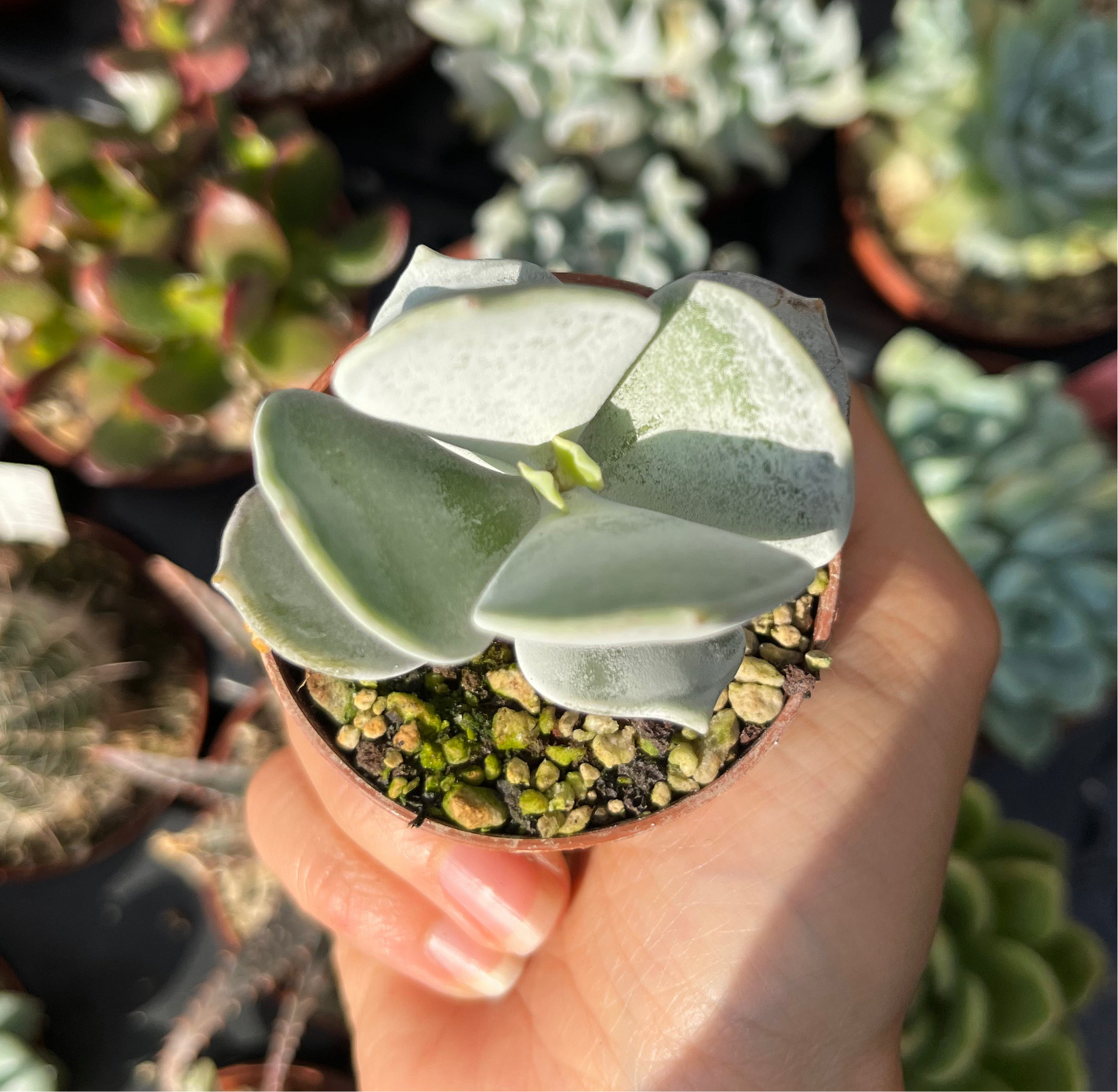 Cotyledon undulata Mini