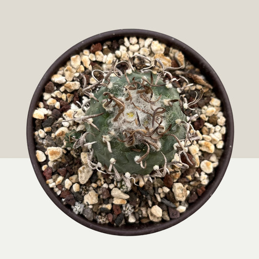 Turbinicarpus schwarzii 8,5cm Topf