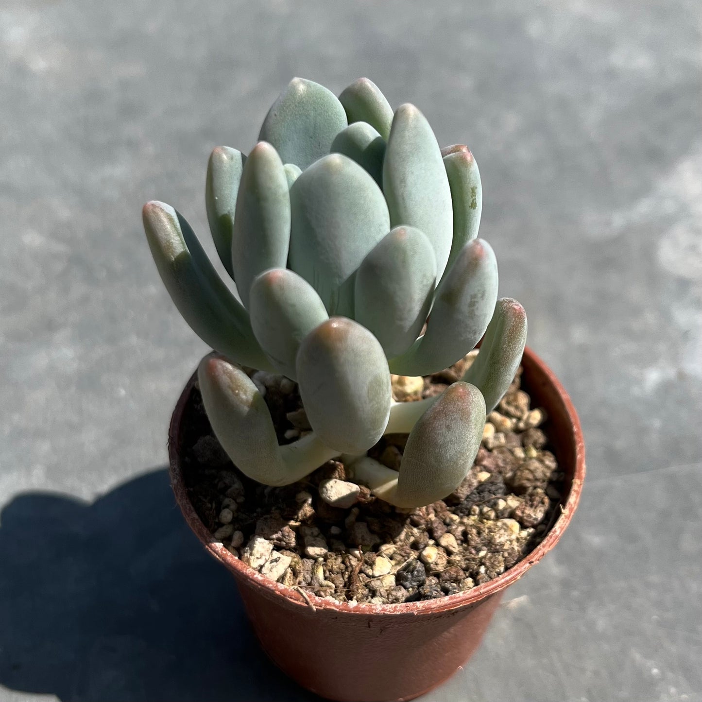 Pachyphytum clavifolia Mini