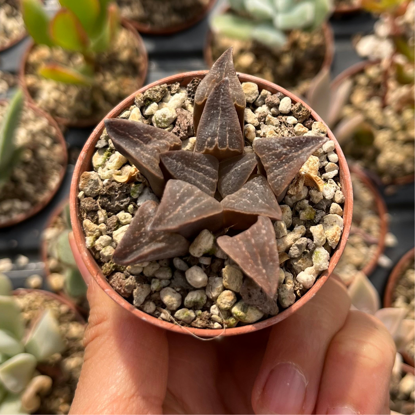 Haworthia retusa Mini
