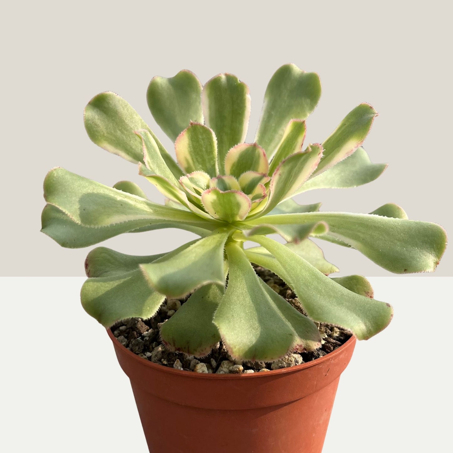 Aeonium arboreum variegata Einzelstück