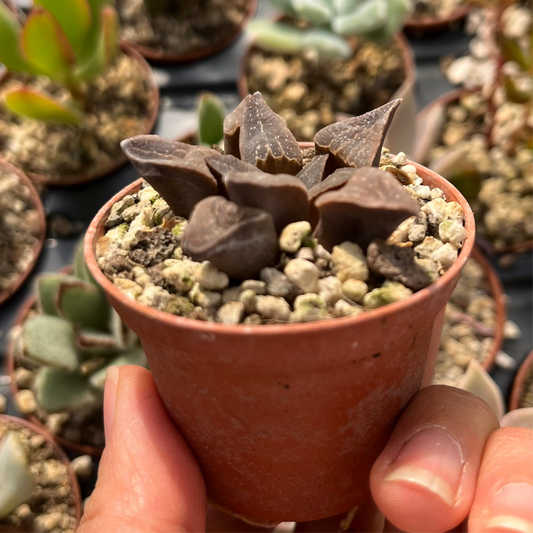 Haworthia retusa Mini