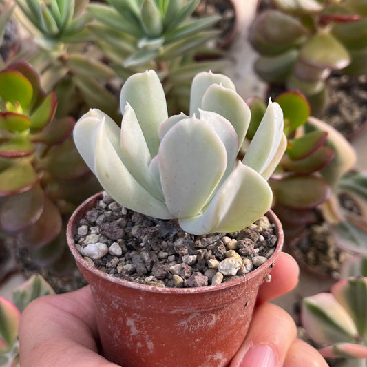 Echeveria runyonii Topsy Turvy Mini