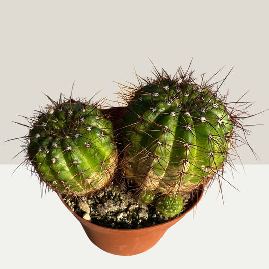 Notocactus ottonis v. linkii 9cm Topf