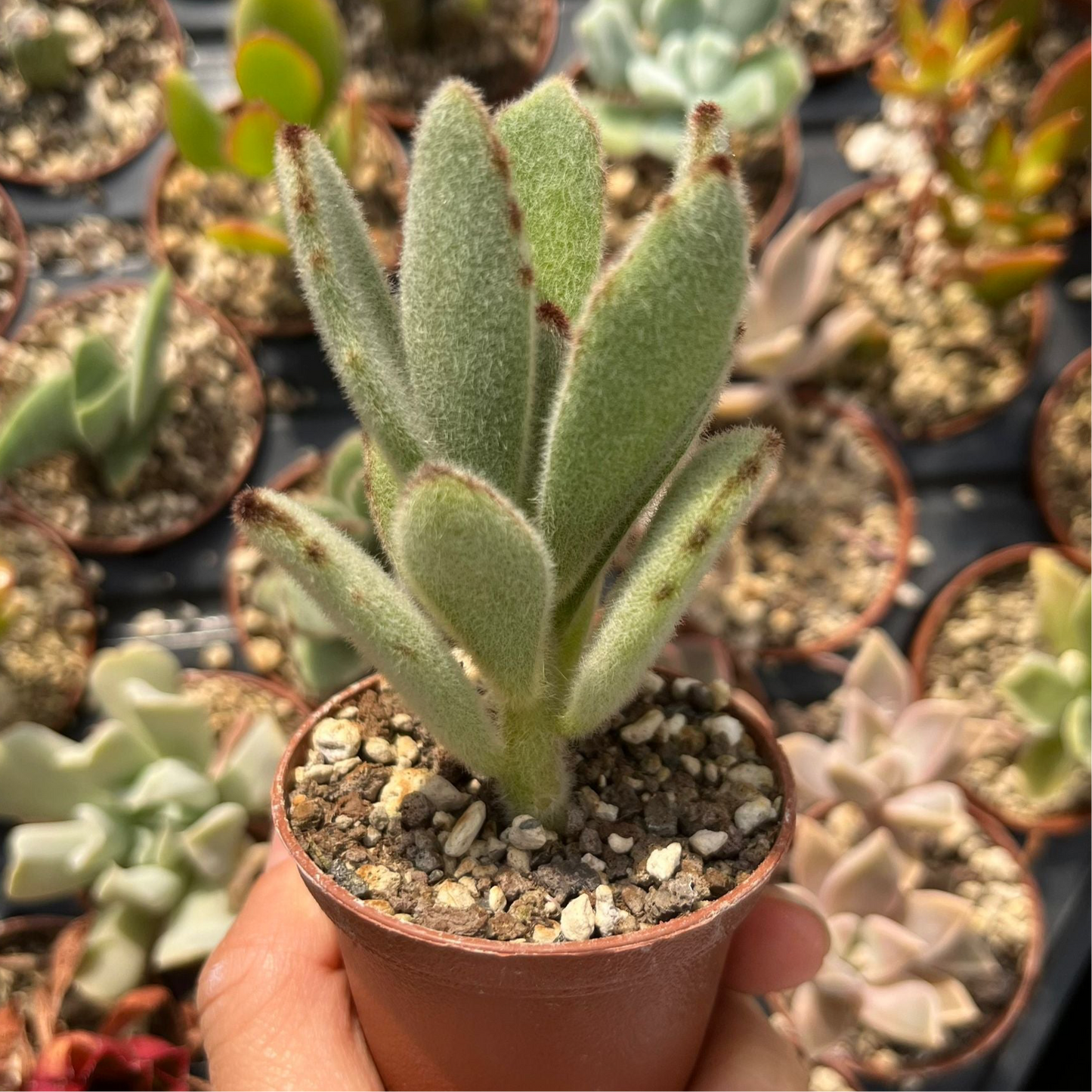 Kalanchoe tomentosa Mini