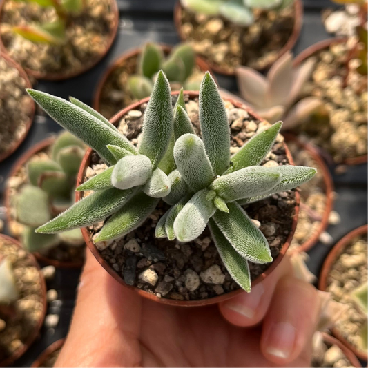 Crassula mesembryanthemoides Mini
