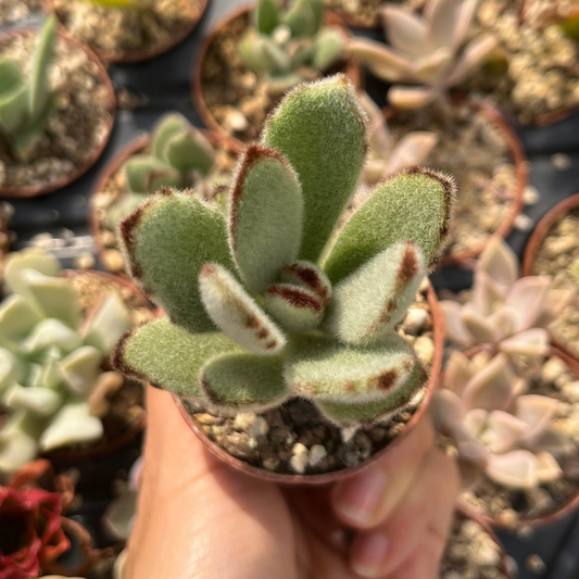 Kalanchoe tomentosa Mini