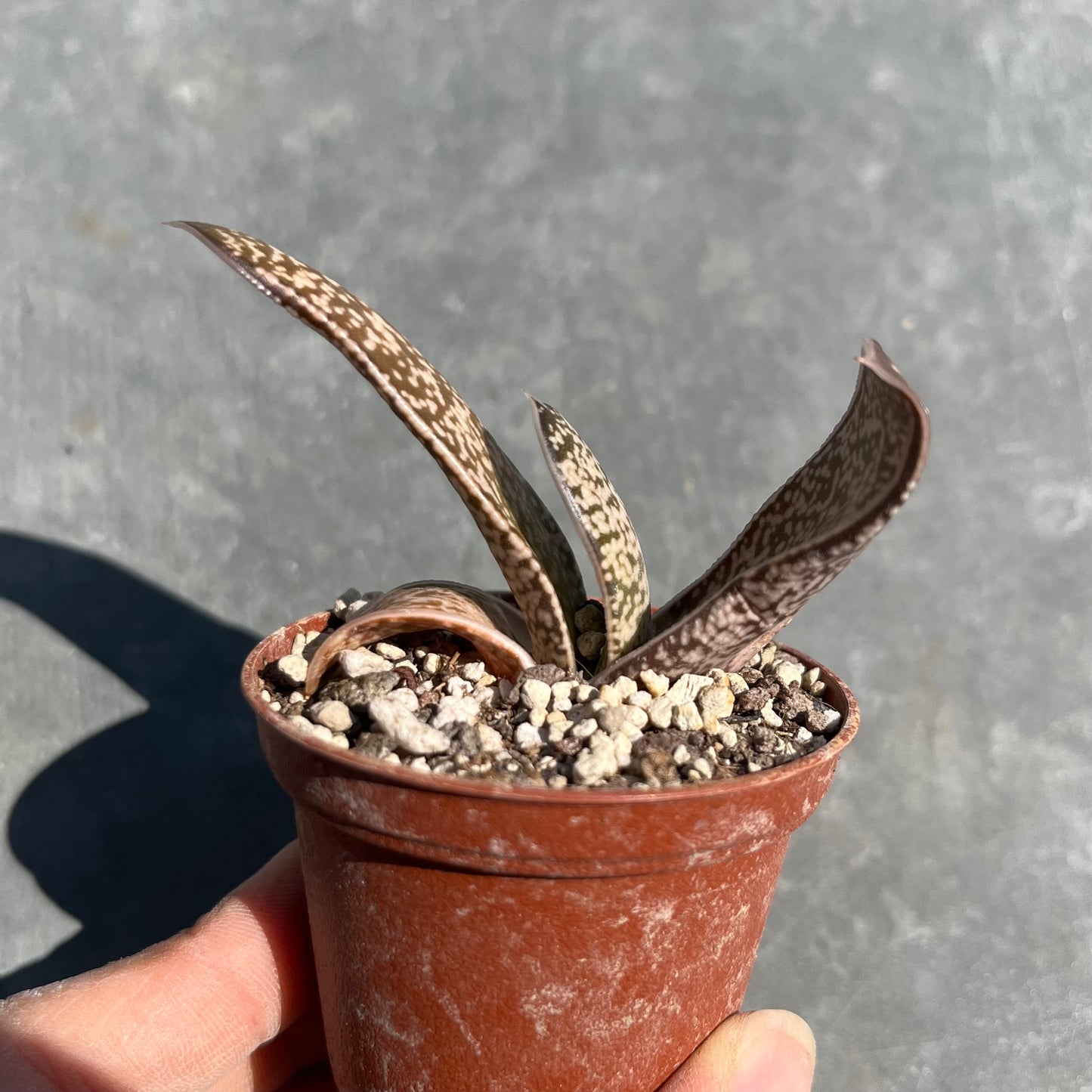 Gasteria batesiana Mini
