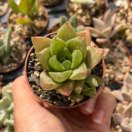 Haworthia cymbiformis Mini