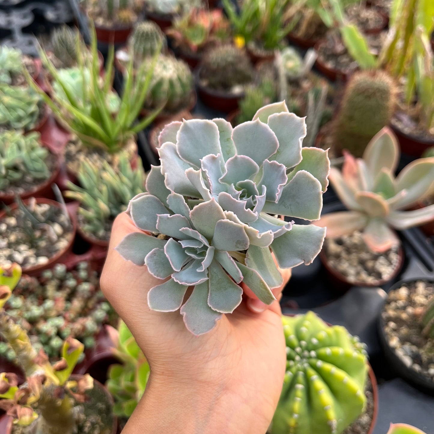 Echeveria shaviana Mini