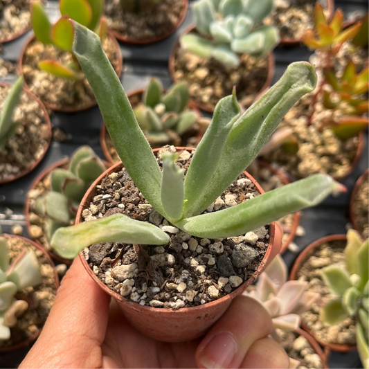 Cotyledon campanulata Mini