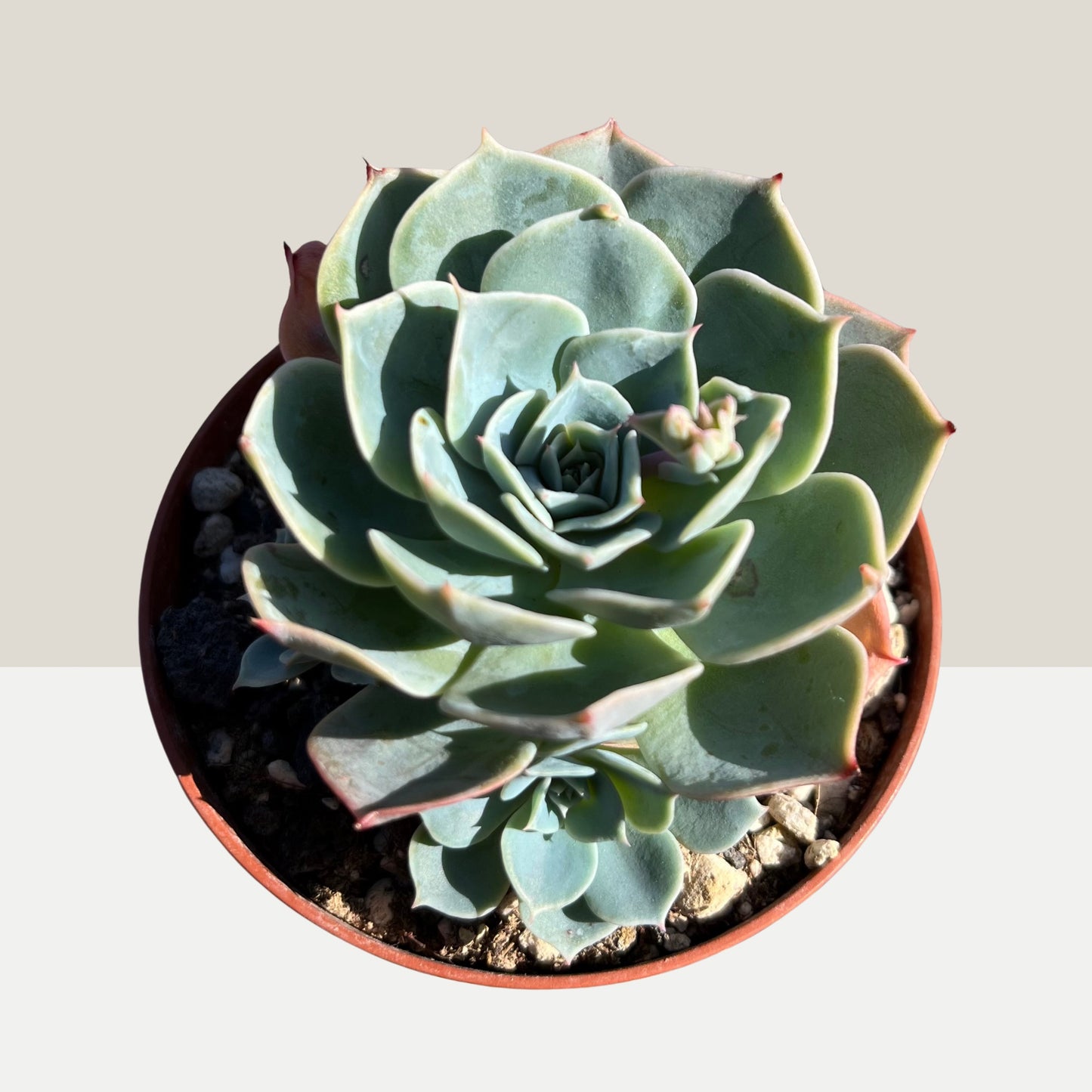 Echeveria lilacina Einzelstück