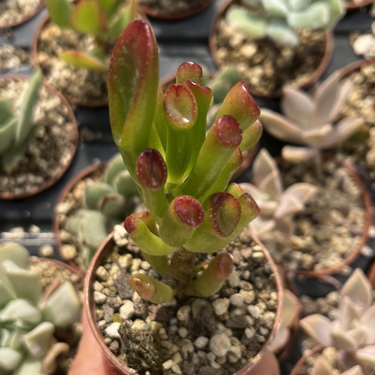 Crassula gollum Mini