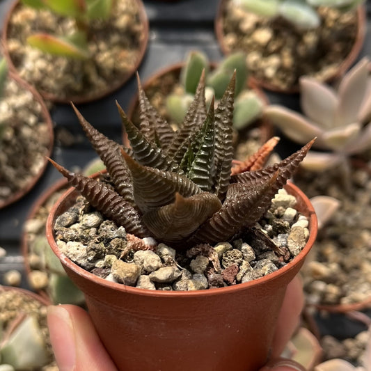 Haworthia limifolia Twister - Spiral Aloe Mini