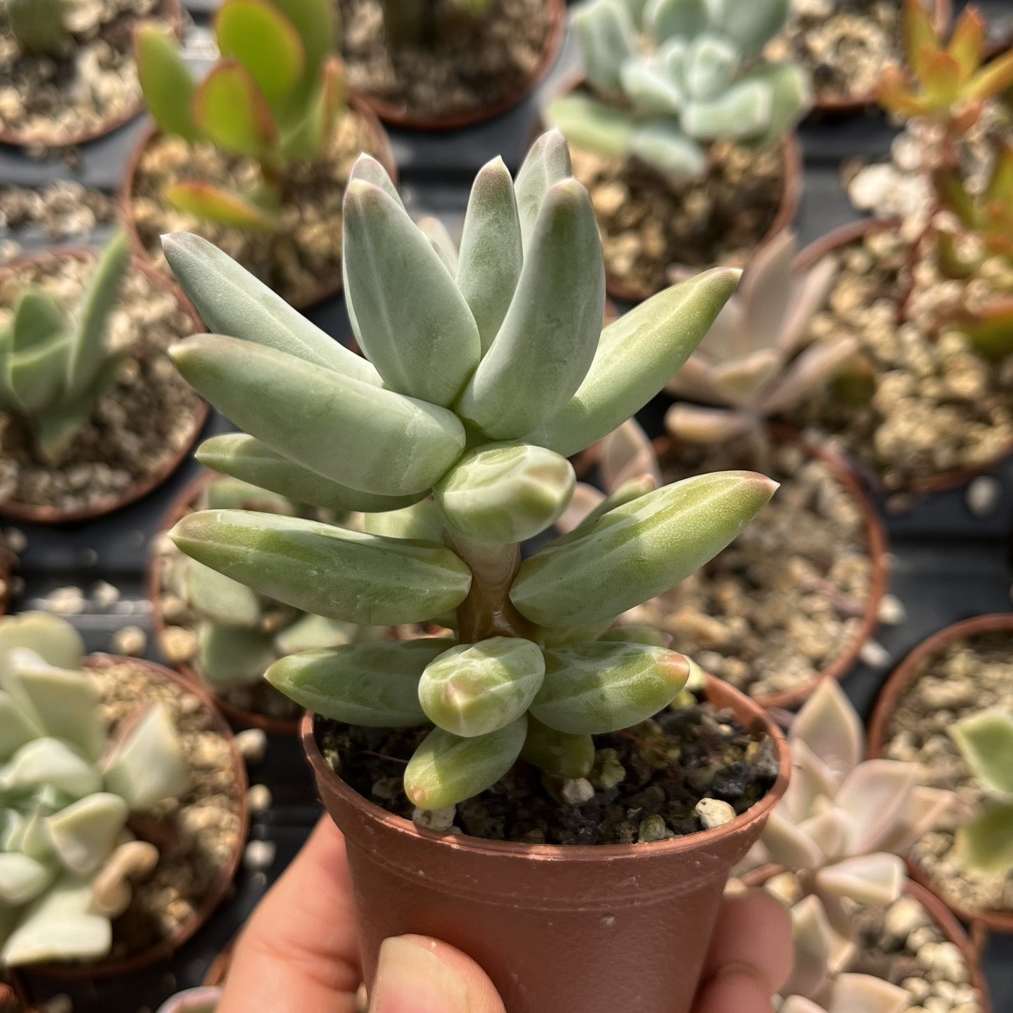Pachyphytum compactum 'Little jewel' Mini